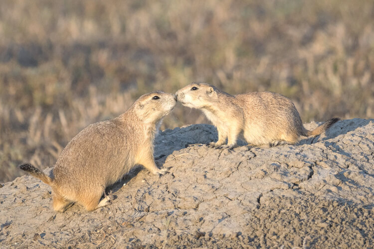 Black-tailed prairie dog, Grasslands National Park, Saskatchewan.