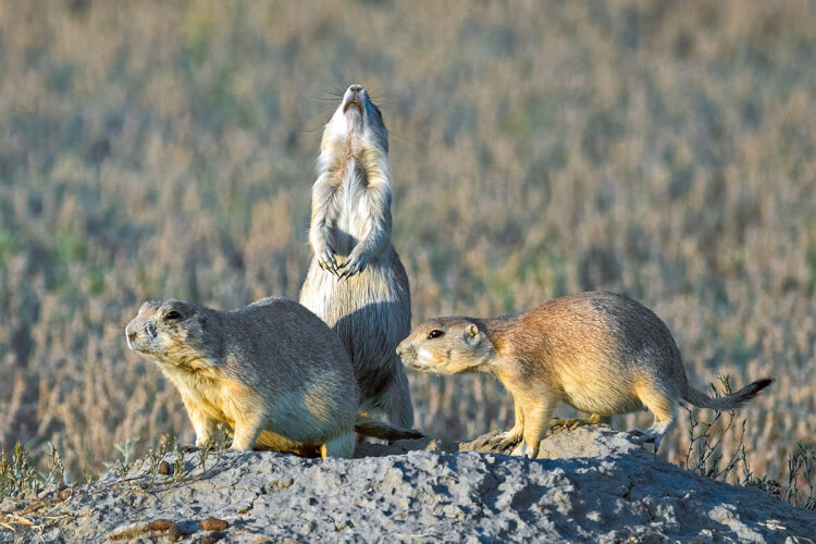 Black-tailed prairie dogs, Grasslands National Park, Saskatchewan.