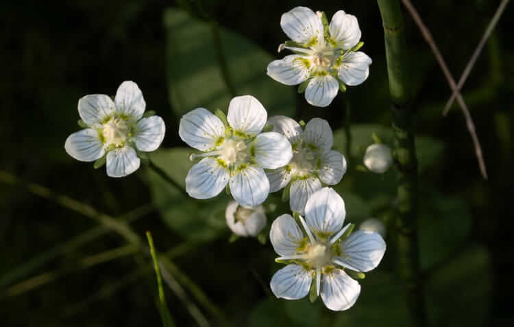 Grass of Parnassus, Boundary Bog Trail, Prince Albert National Park, Saskatchewan.