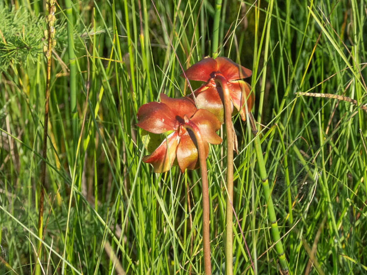 Pitcher plants, Boundary Bog Trail, Prince Albert National Park, Saskatchewan.