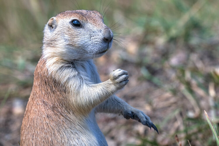 Black-tailed prairie dog, Grasslands National Park, Saskatchewan.