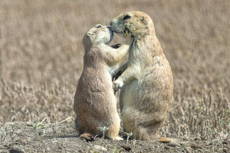 Black-tailed prairie dogs, Grasslands National Park, Saskatchewan.