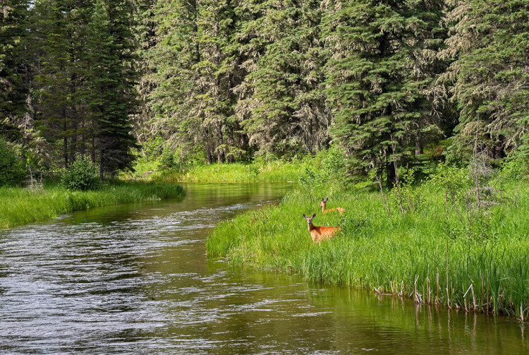 Kingsmere River, Prince Albert National Park, Saskatchewan.