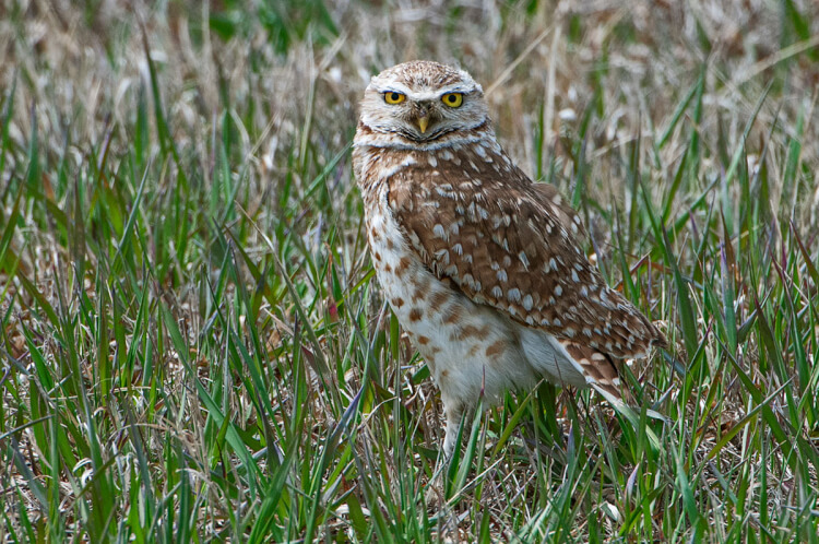 Burrowing Owl, Saskatchewan.