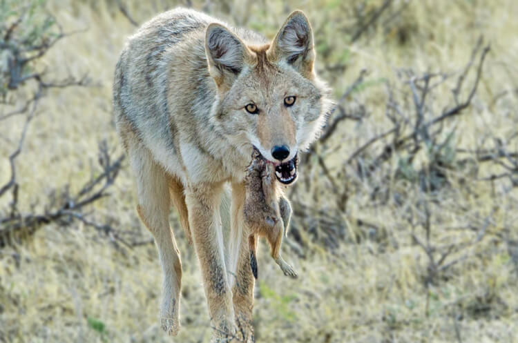 Coyote with a black-tailed prairie dog, Grasslands National Park, Saskatchewan.