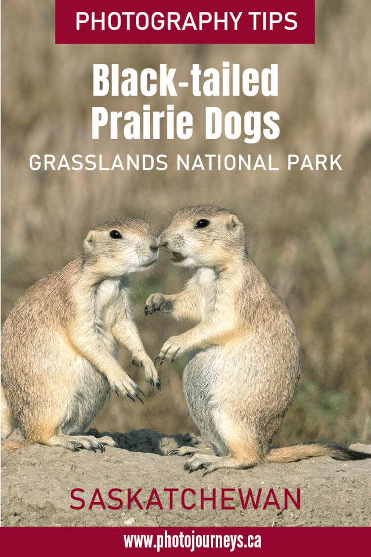 PIN for Wildlife Adventure with Black-tailed Prairie Dogs in Grasslands National Park, Saskatchewan