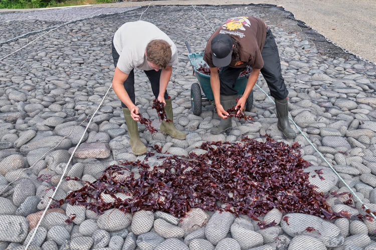 Drying dulse, Grand Manan Island, New Brunswick.