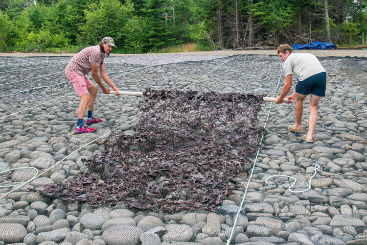 Rolling dulse, Grand Manan Island, New Brunswick.