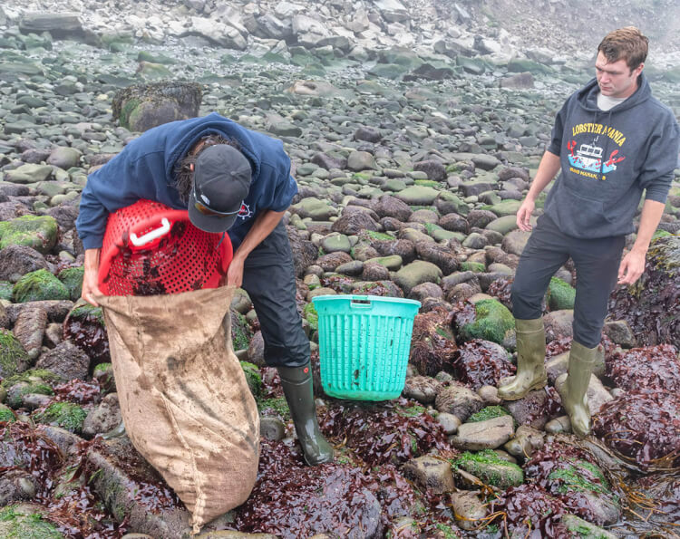 Harvesting dulse, Grand Manan Island, New Brunswick.