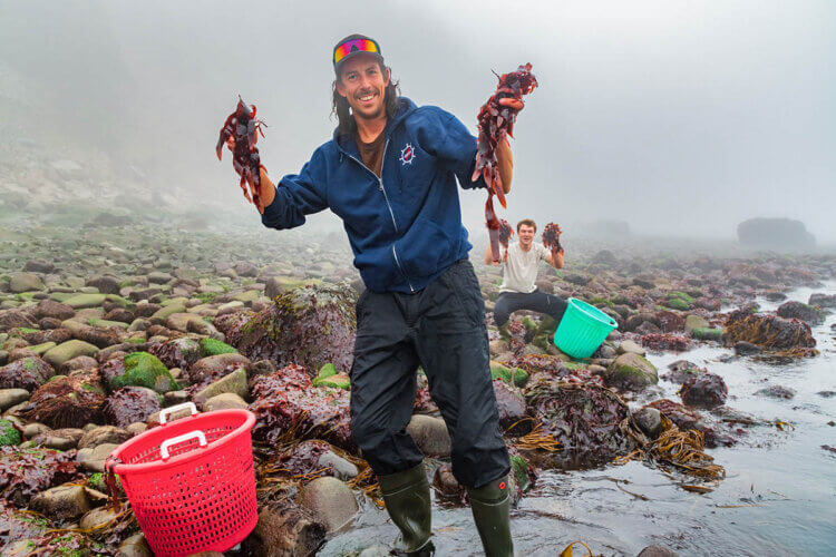 Dulse harvesters, Grand Manan Island, New Brunswick.