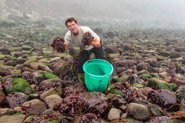 Harvesting dulse, Grand Manan Island, New Brunswick