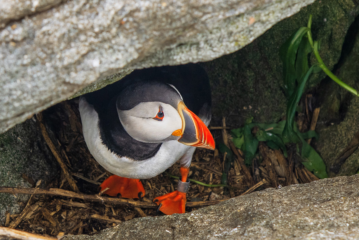 Atlantic puffin, Machias Seal Island, New Brunswick.