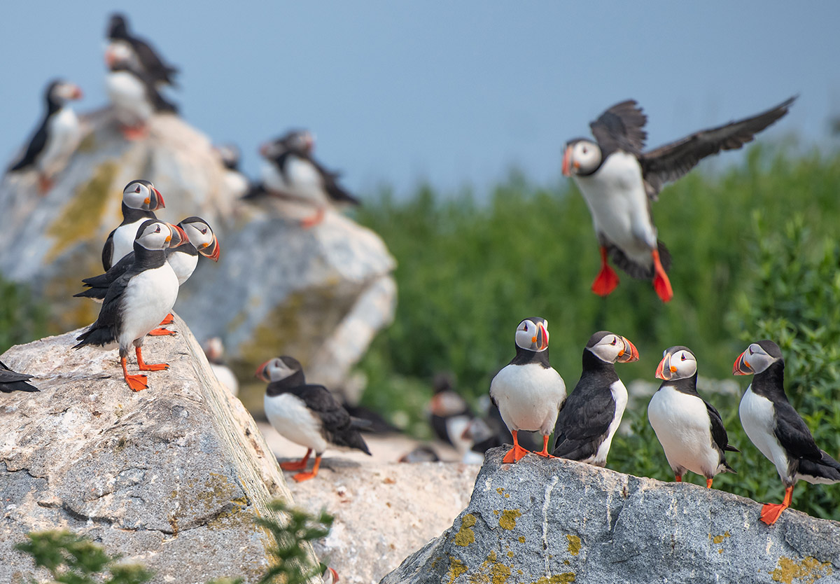 Atlantic puffin colony, Machias Seal Island, New Brunswick.