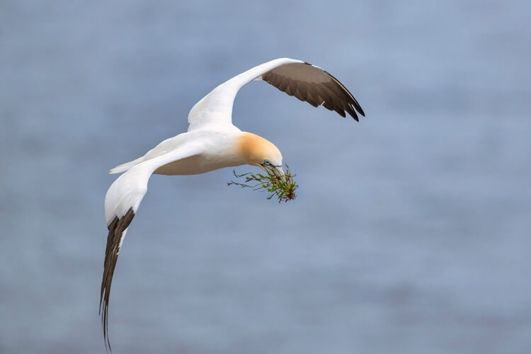 Northern gannet, Newfoundland