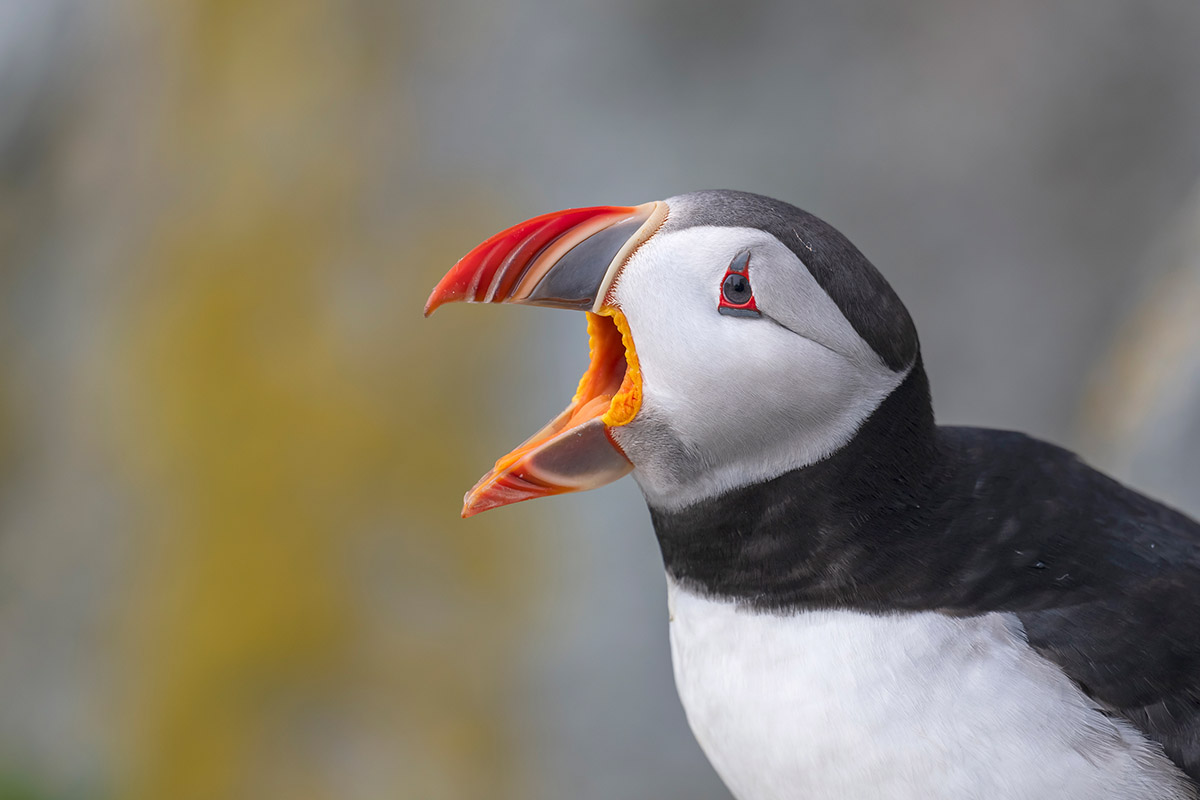 Atlantic puffin, Machias Seal Island, New Brunswick.