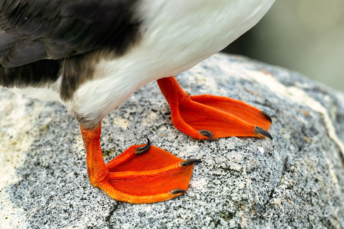 Atlantic puffin feet, Machias Seal Island, New Brunswick.