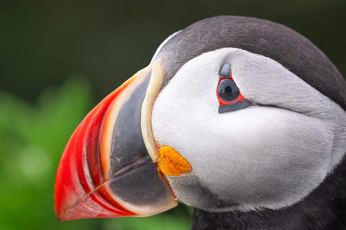 Atlantic puffin, Machias Seal Island, New Brunswick.