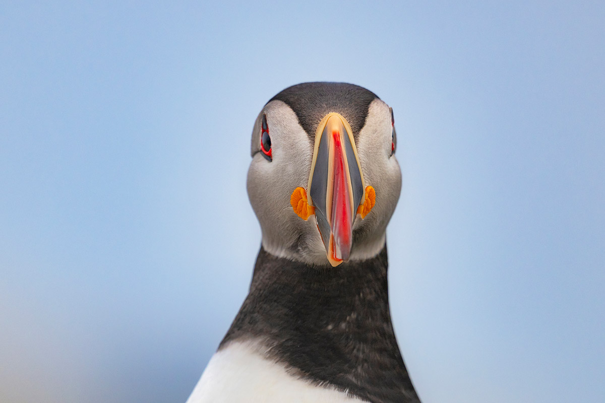 Atlantic puffin, Machias Seal Island, New Brunswick.