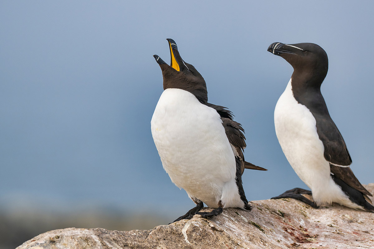 Razorbills, Machias Seal Island, New Brunswick.