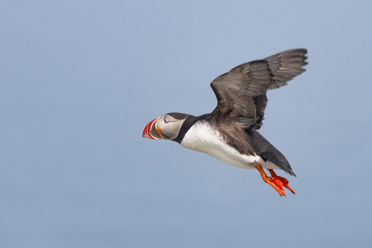 Atlantic puffin, Machias Seal Island, New Brunswick.