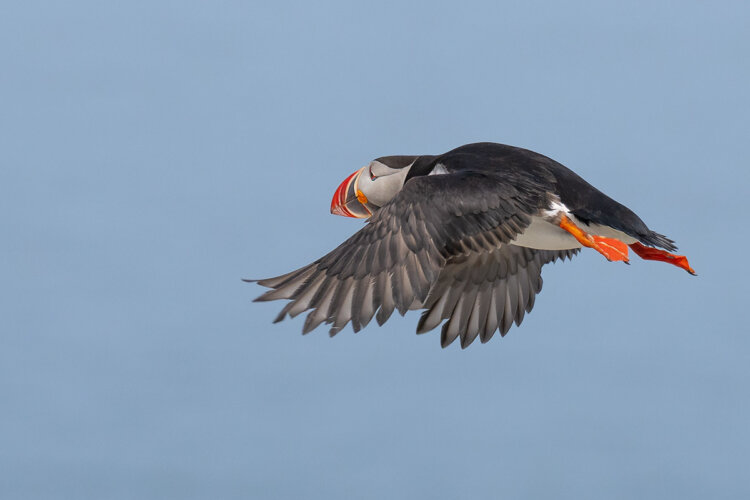 Atlantic puffin, Machias Seal Island, New Brunswick.