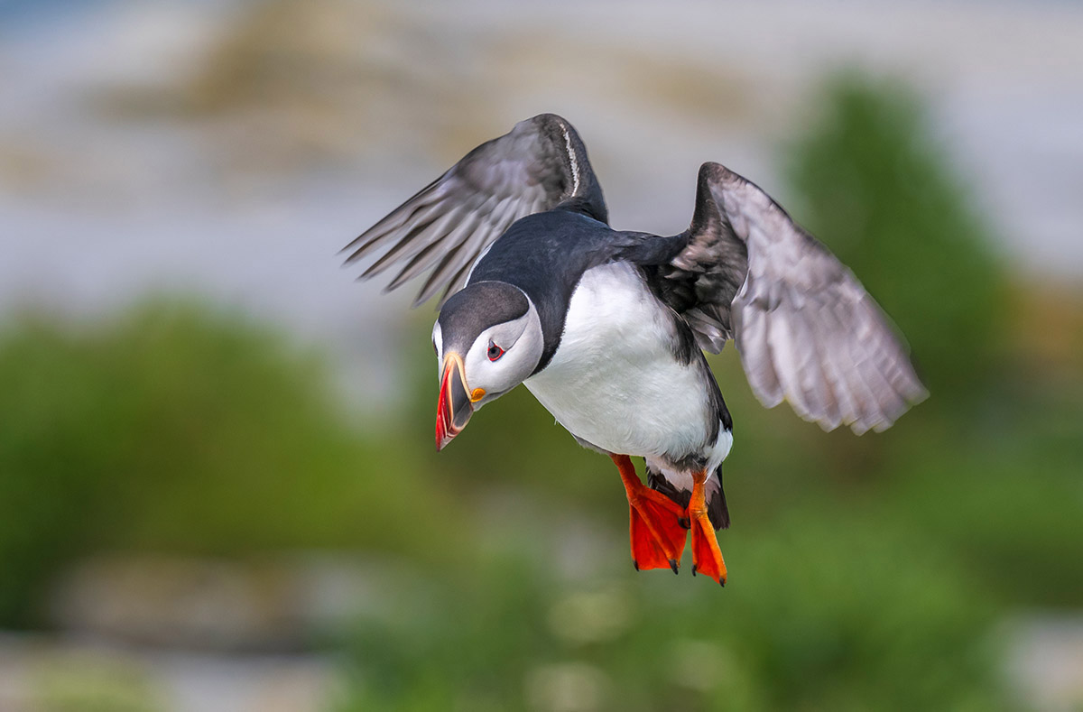 Atlantic puffin, Machias Seal Island, New Brunswick.