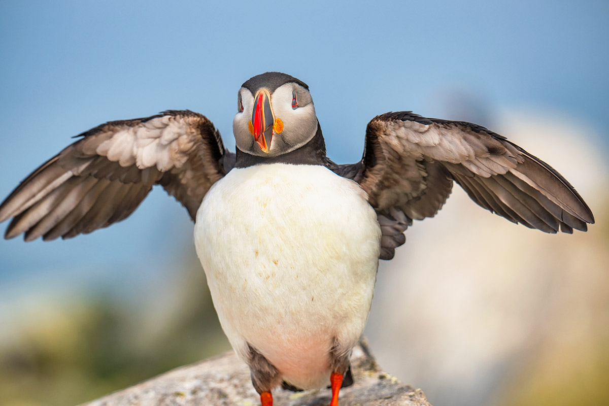 Puffin, Machias Seal Island, New Brunswick.