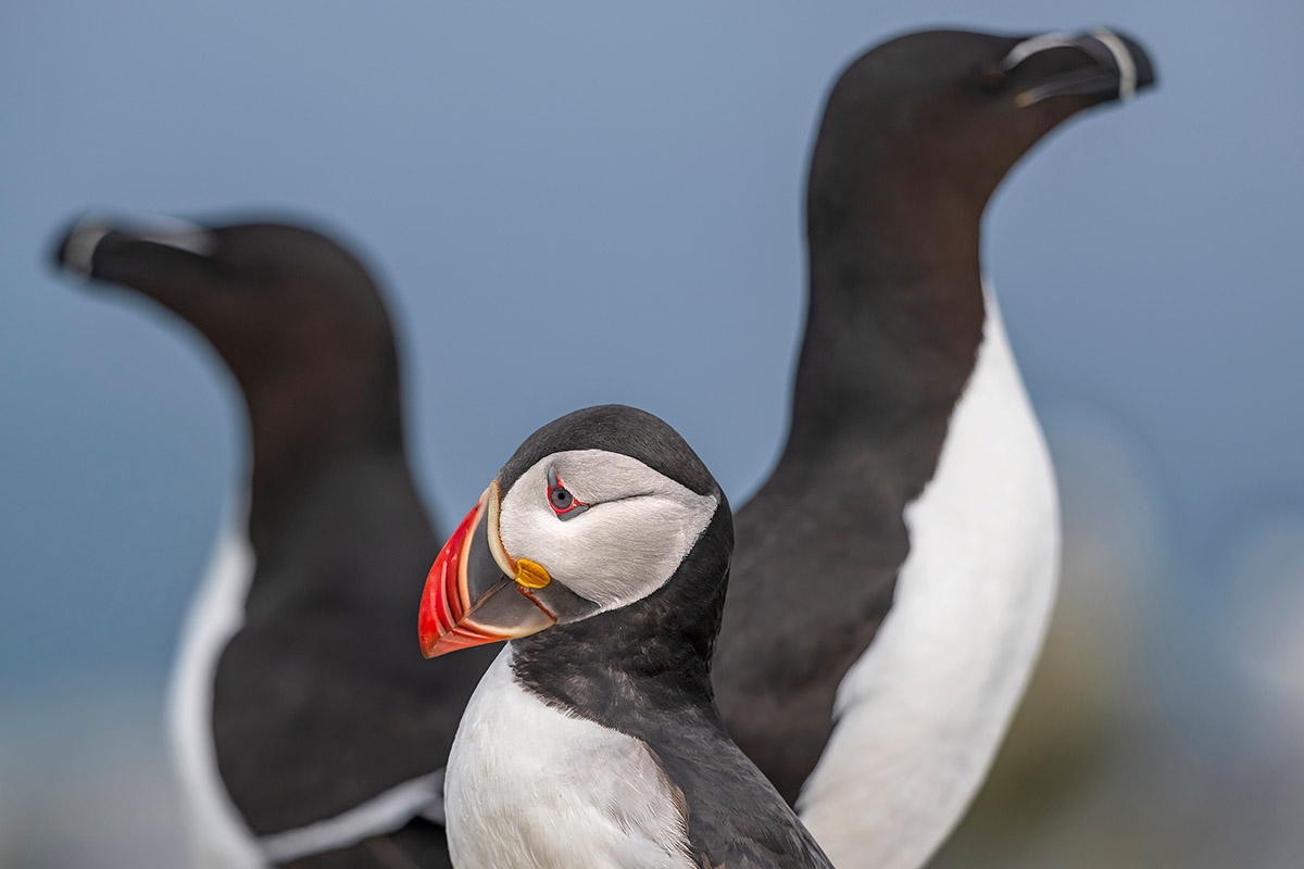 Atlantic Puffin and razorbills, New Brunswick