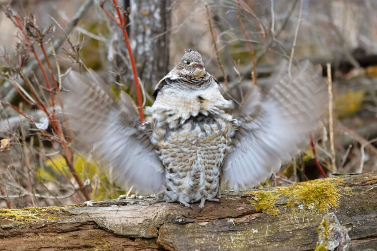 Male Ruffed grouse drumming, Saskatchewan.