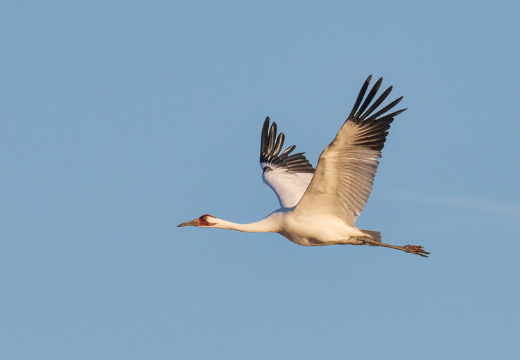 Whooping crane in flight, Saskatchewan.