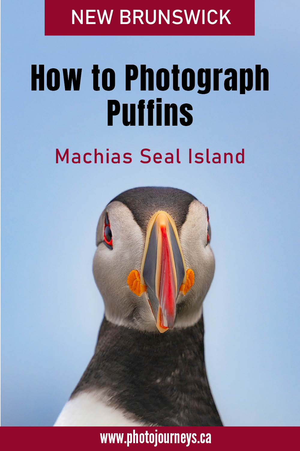 Puffin Photography Machias Seal Island New Brunswick on Photojourneys.ca