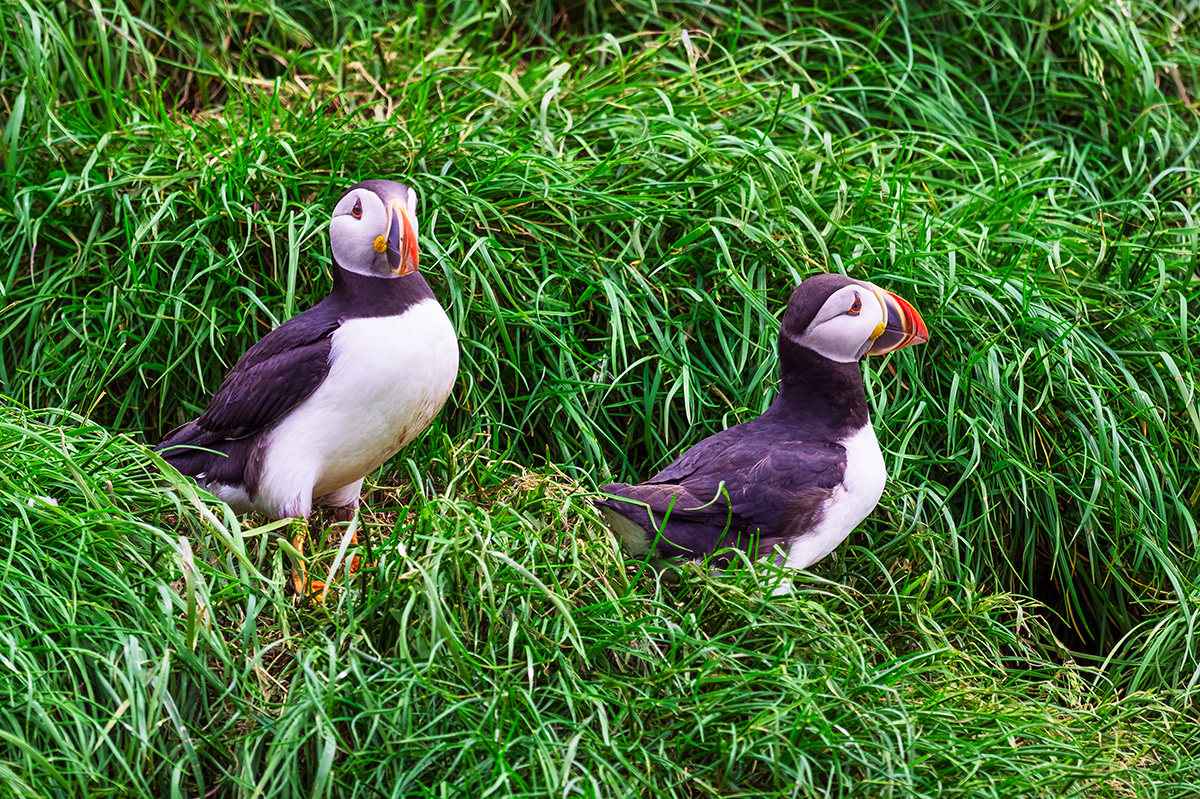 A pair of puffins by their burrow, Witless Bay Ecological Reserve, Newfoundland