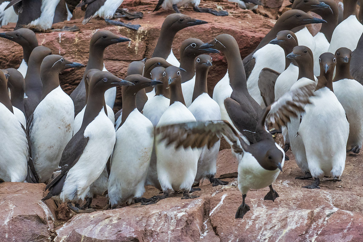 Common murres, Witless Bay Ecological Reserve, Newfoundland