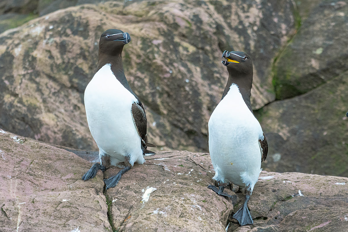 Razorbill seabirds, Witless Bay Ecological Reserve, Newfoundland