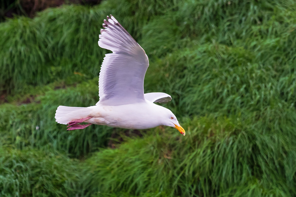 Gull flying, Witless Bay Ecological Reserve, Newfoundland