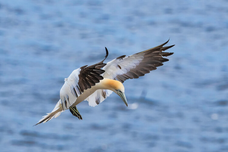 Northern gannet, Newfoundland