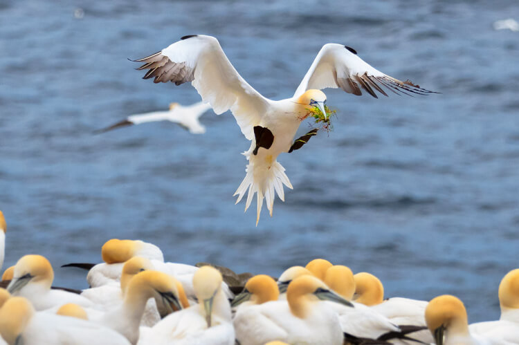 Northern gannet landing, Newfoundland