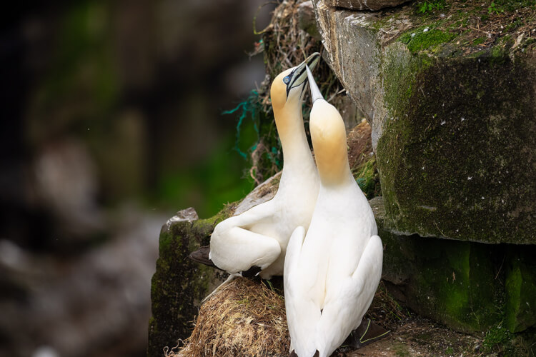 Northern gannet pair, Newfoundland