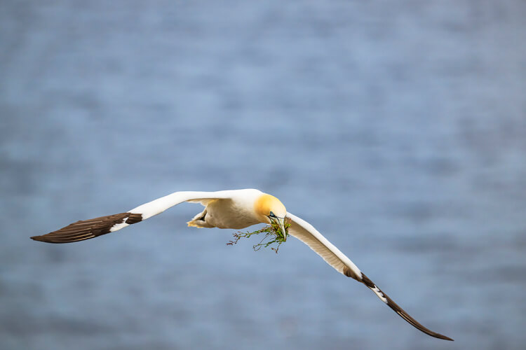 Northern gannet, Newfoundland