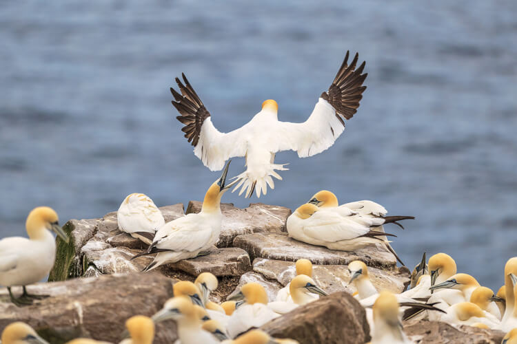 Northern gannet landing, Newfoundland.