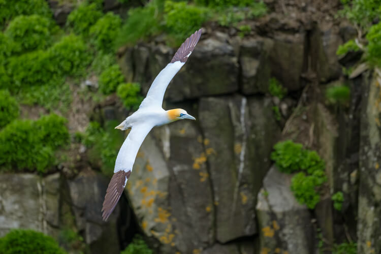 Northern gannet in flight, Newfoundland.