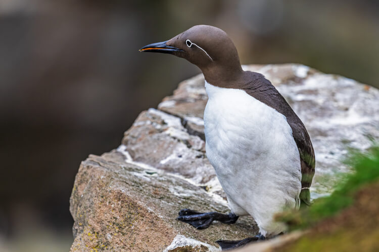 Common murre, seabird, Newfoundland