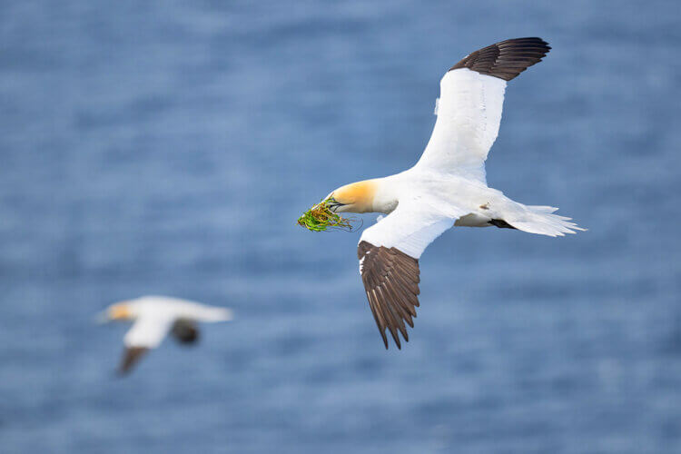 Northern Gannet, Newfoundland, Canada