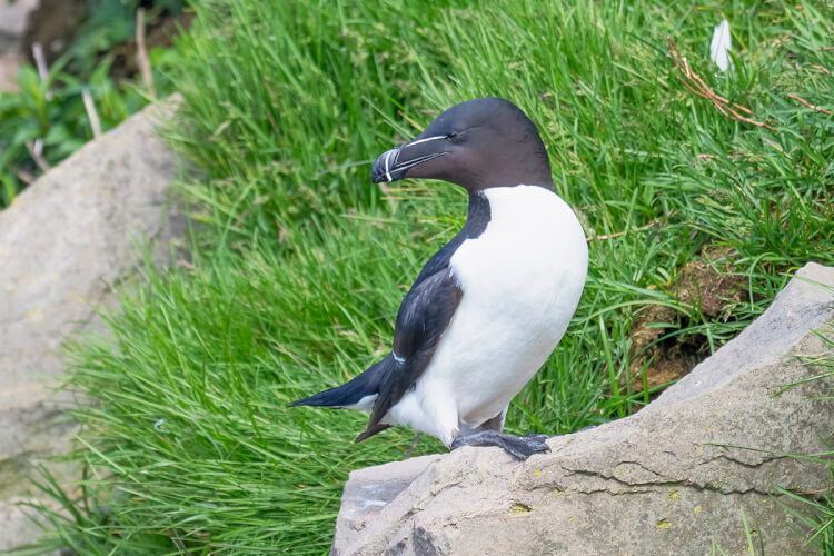 Razorbill, seabird, Newfoundland