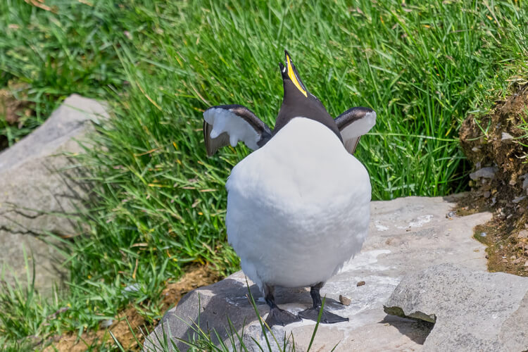 Razorbill calling, Newfoundland