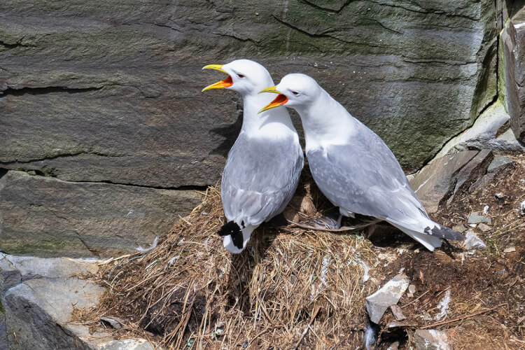 Black-legged kittiwakes, Newfoundland