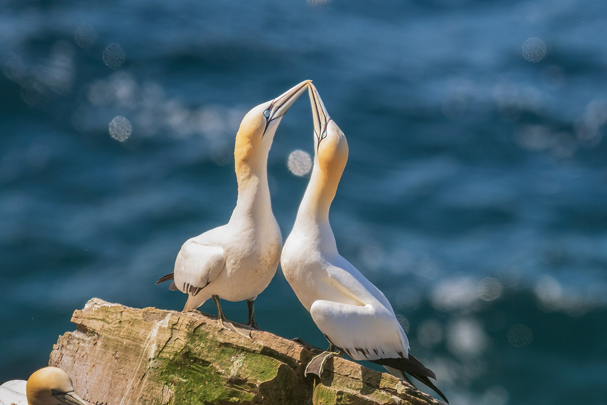 Northern gannets, Newfoundland, Canada