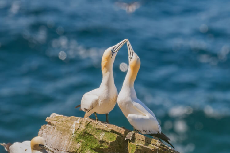 Northern gannets, Newfoundland