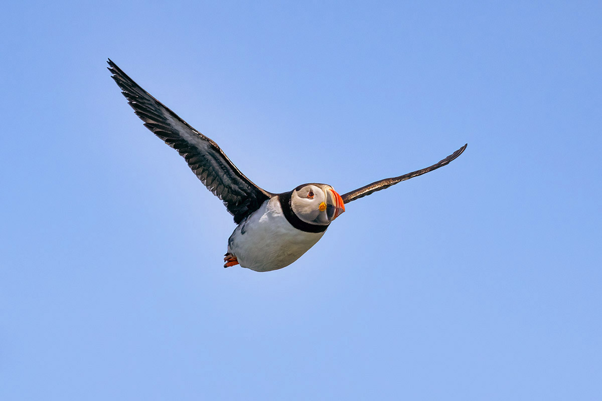 Flying puffin, Newfoundland