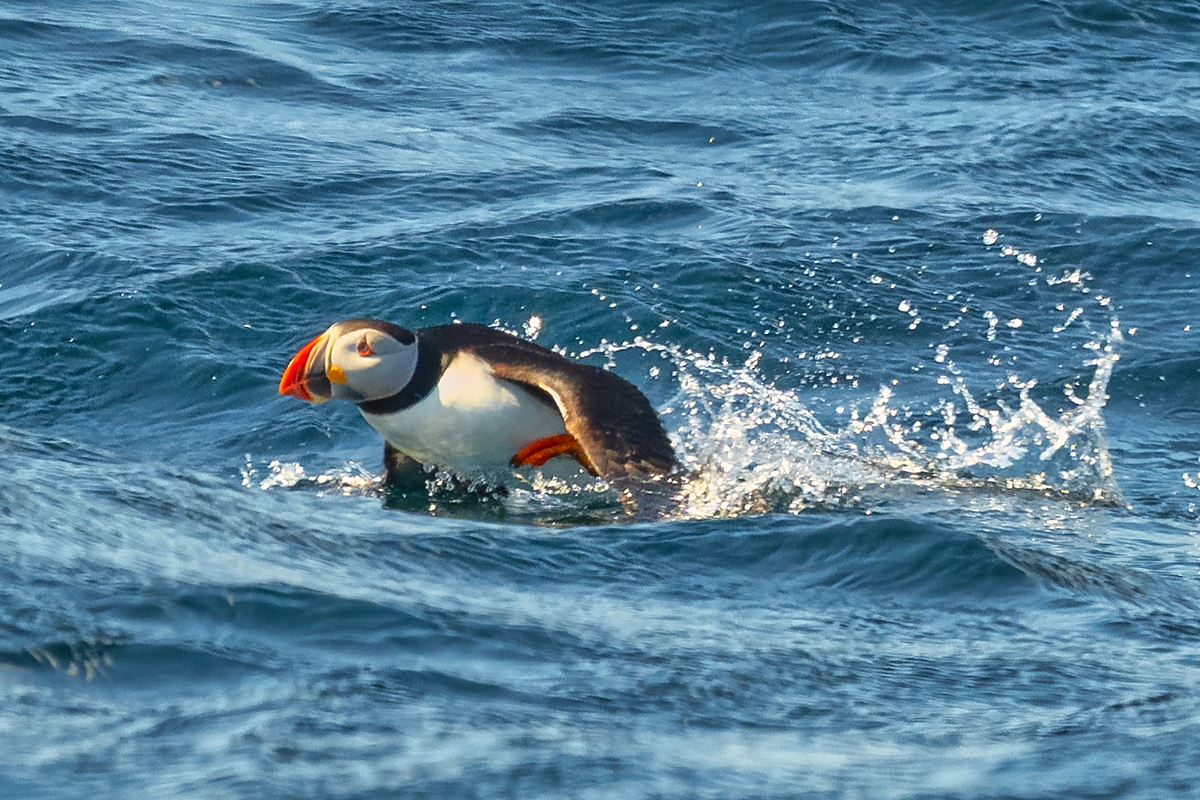 Puffin Witless Bay Ecological Reserve, Newfoundland